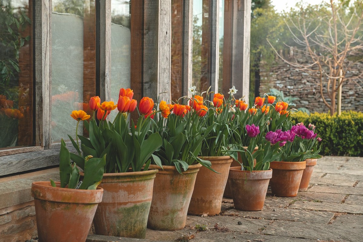 Gärtner verraten: Darum pflanzen sie Zwiebeln immer im Herbst - image 1