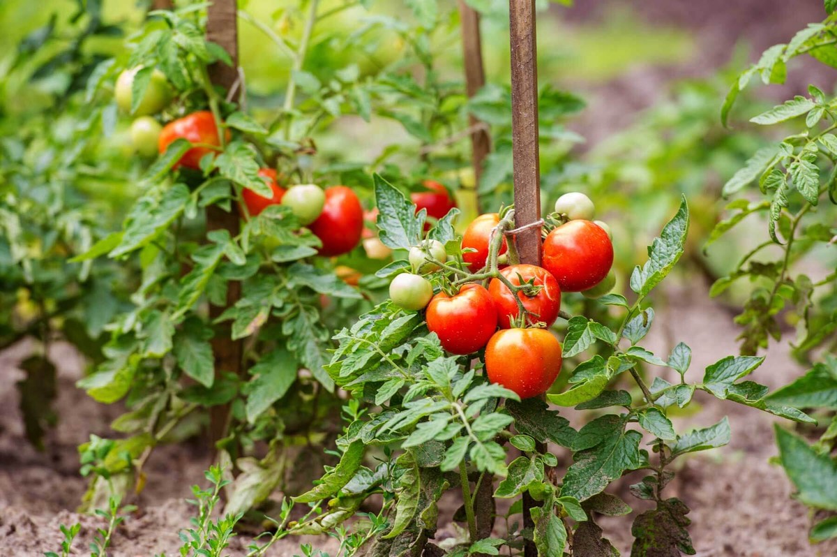 Gärtner warnen: Diese drei Pflanzen gehören NICHT neben die Tomaten