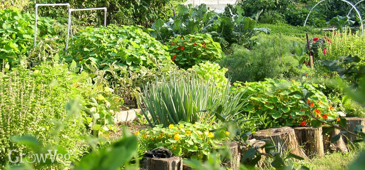 Gärtner warnen: Diese drei Pflanzen giften Ihr Gemüsebeet aus - image 1