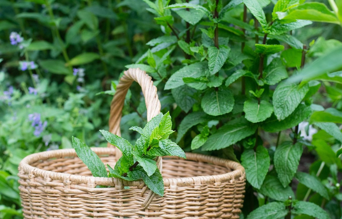 Gärtner warnen: Diese drei Pflanzen töten Ihre anderen Gewächse ab - image 1