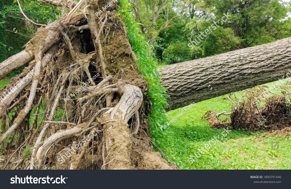 Gärtner warnen: Diese Pflanze giftet Ihren Gartenboden in einem Jahr - image 2
