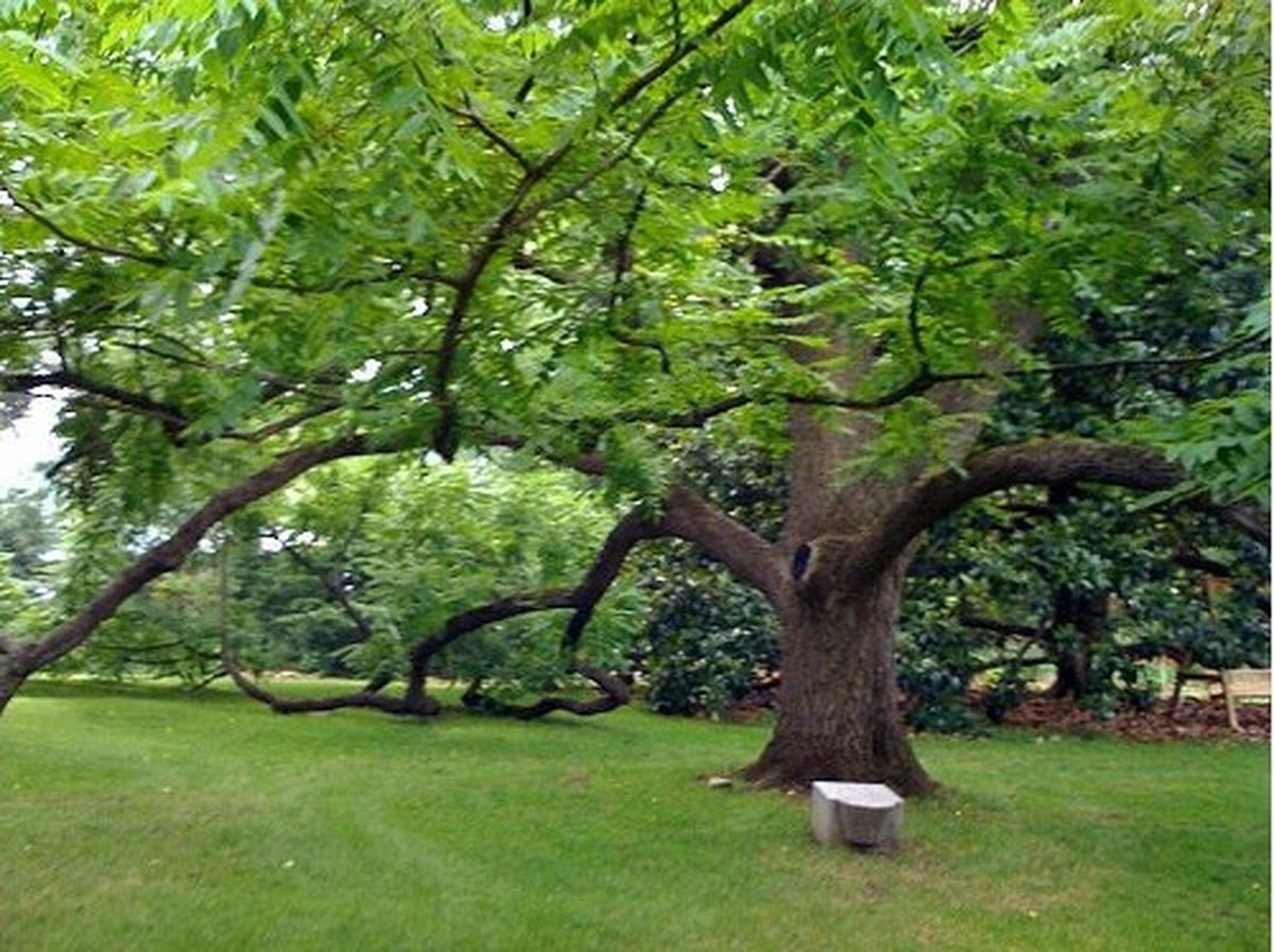 Gärtner warnen: Diese drei Pflanzen töten Ihre anderen Gewächse ab - image 2