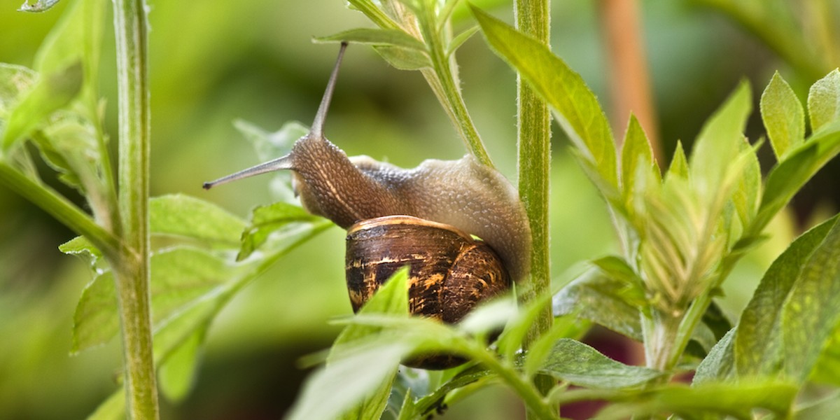 Kaffeesatz im Garten: Warum Schnecken diesen Ort meiden - image 2