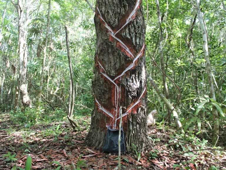 Kaugummi auf Holz? Dieser eine Trick ändert alles