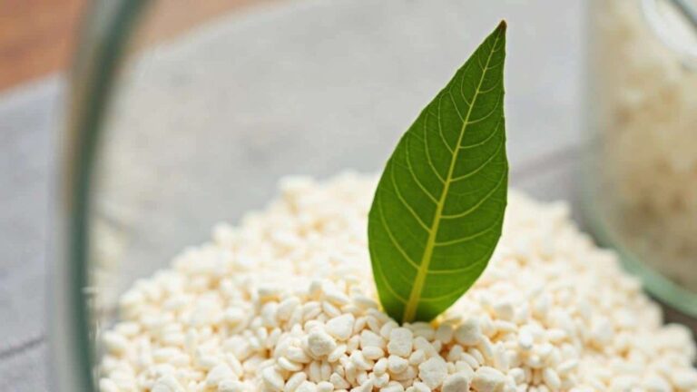 Lorbeerblatt ins Mehl – der 100 Jahre alte Trick gegen Schädlinge