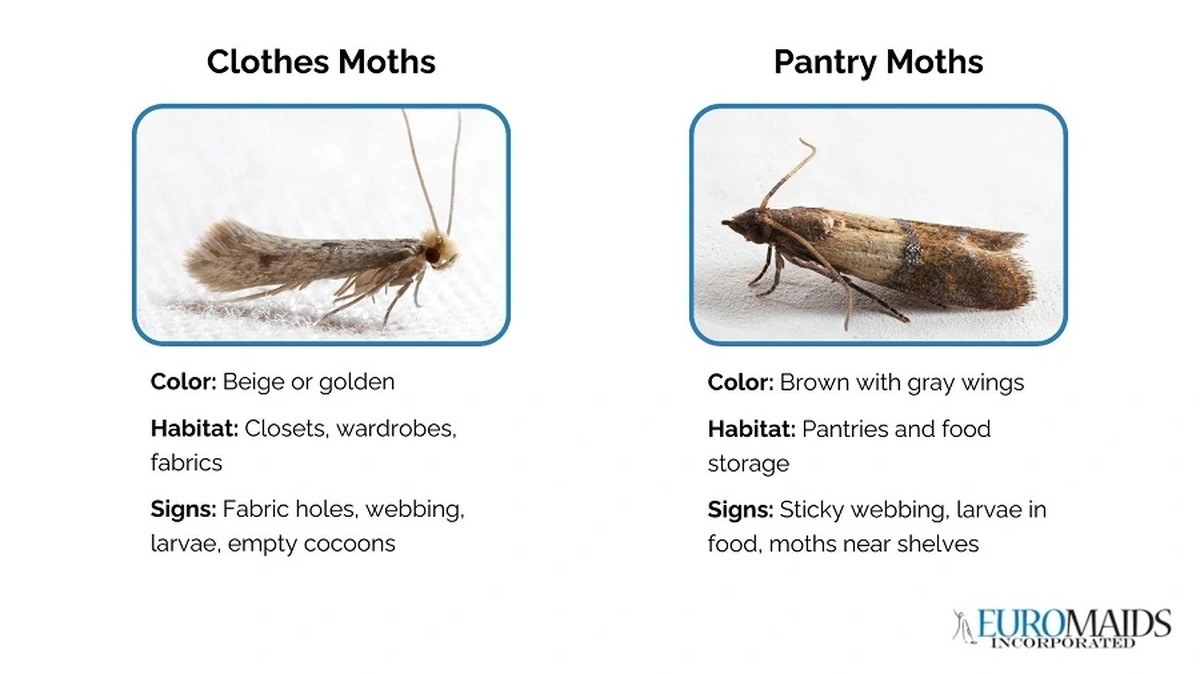 Lorbeerblatt ins Mehl – das 100 Jahre alte Geheimnis gegen Lebensmittelmotten - image 2