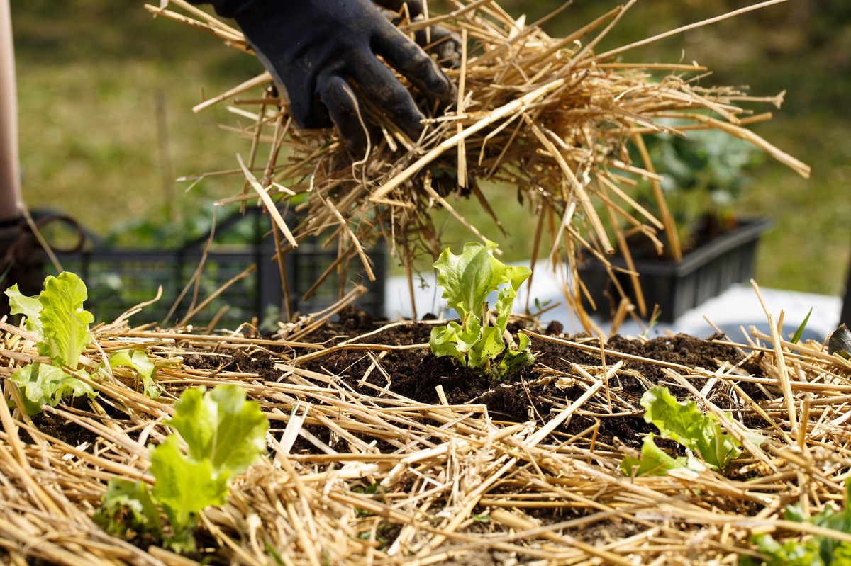 Natron auf den Gartenweg: Warum Unkraut nie wieder wächst - image 1