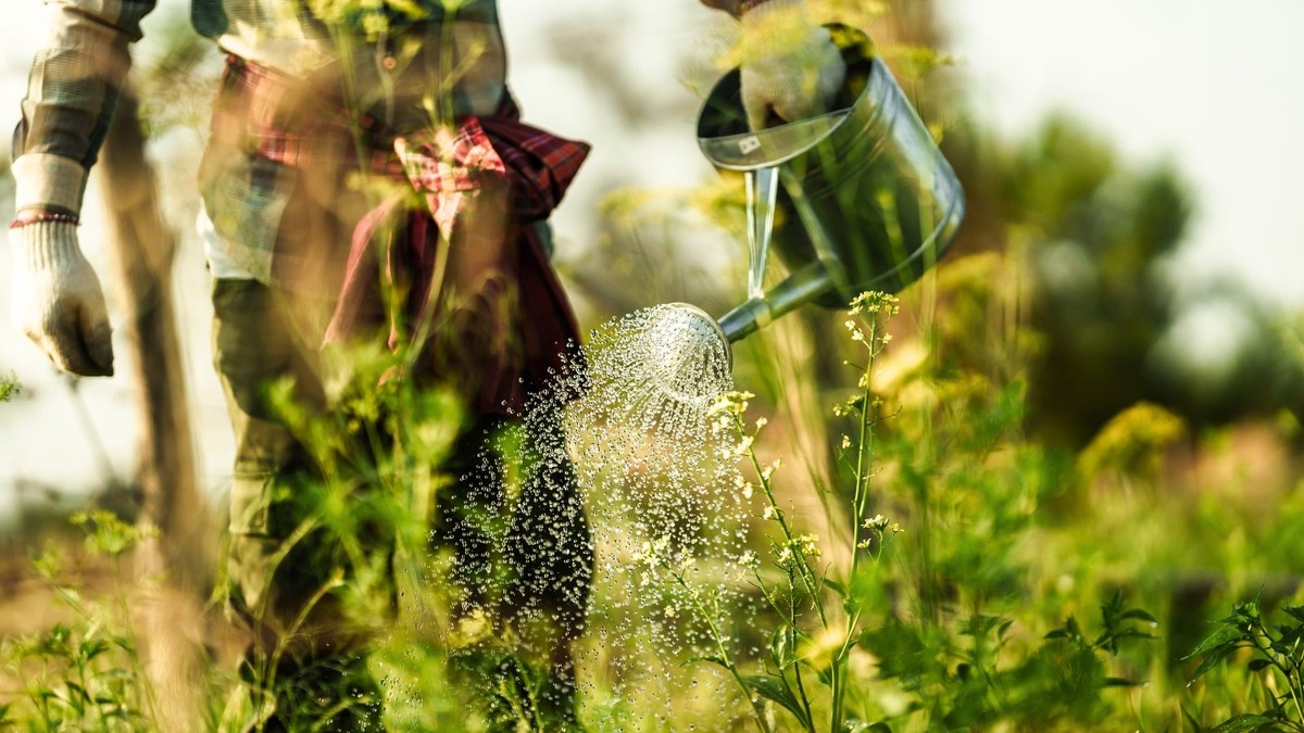 Profi-Gärtner verraten: Warum Sie Ihre Pflanzen am Abend gießen sollten - image 1