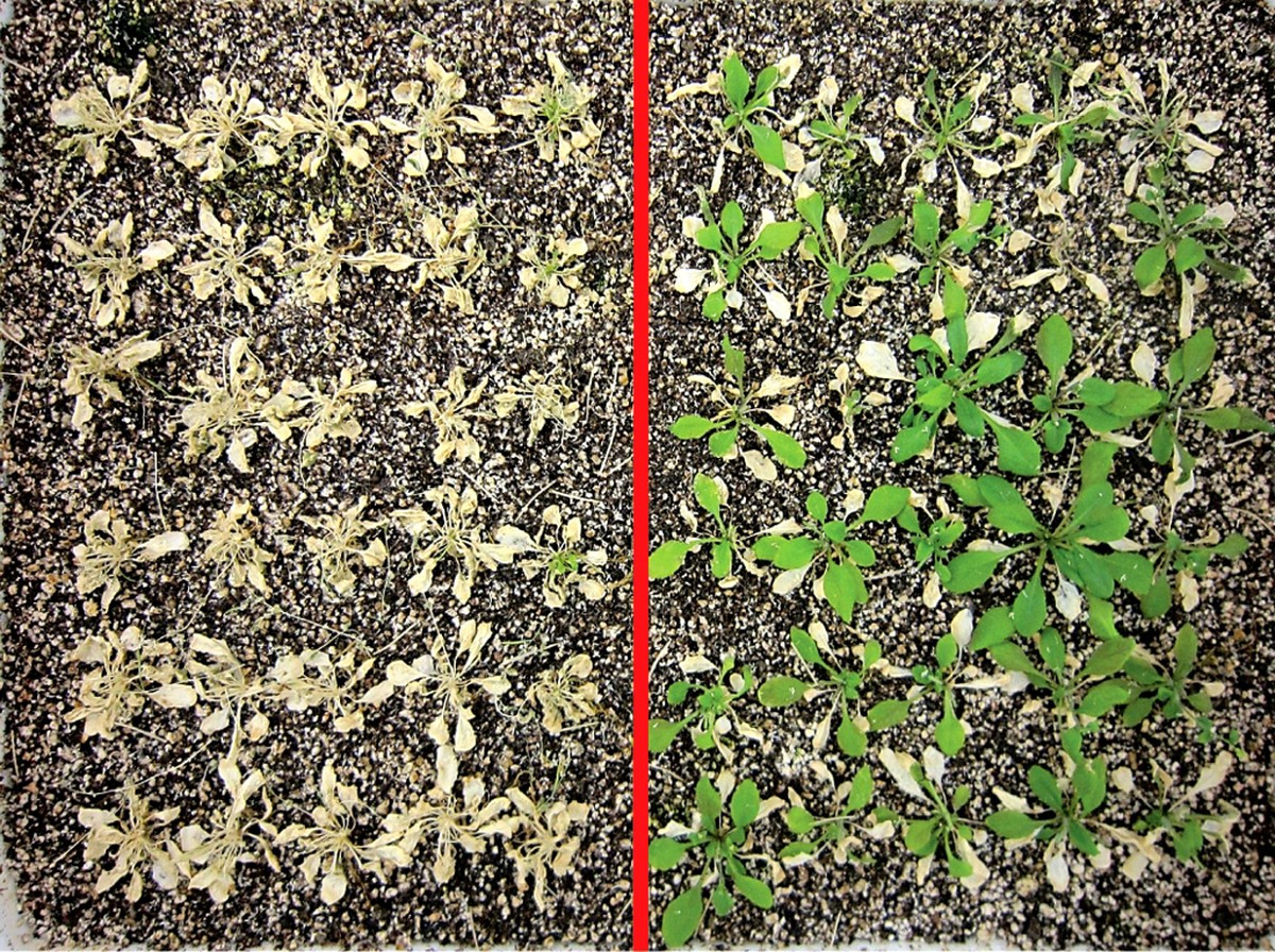 Salz auf dem Balkon streuen – warum Gärtner das vor jedem Winter tun - image 2