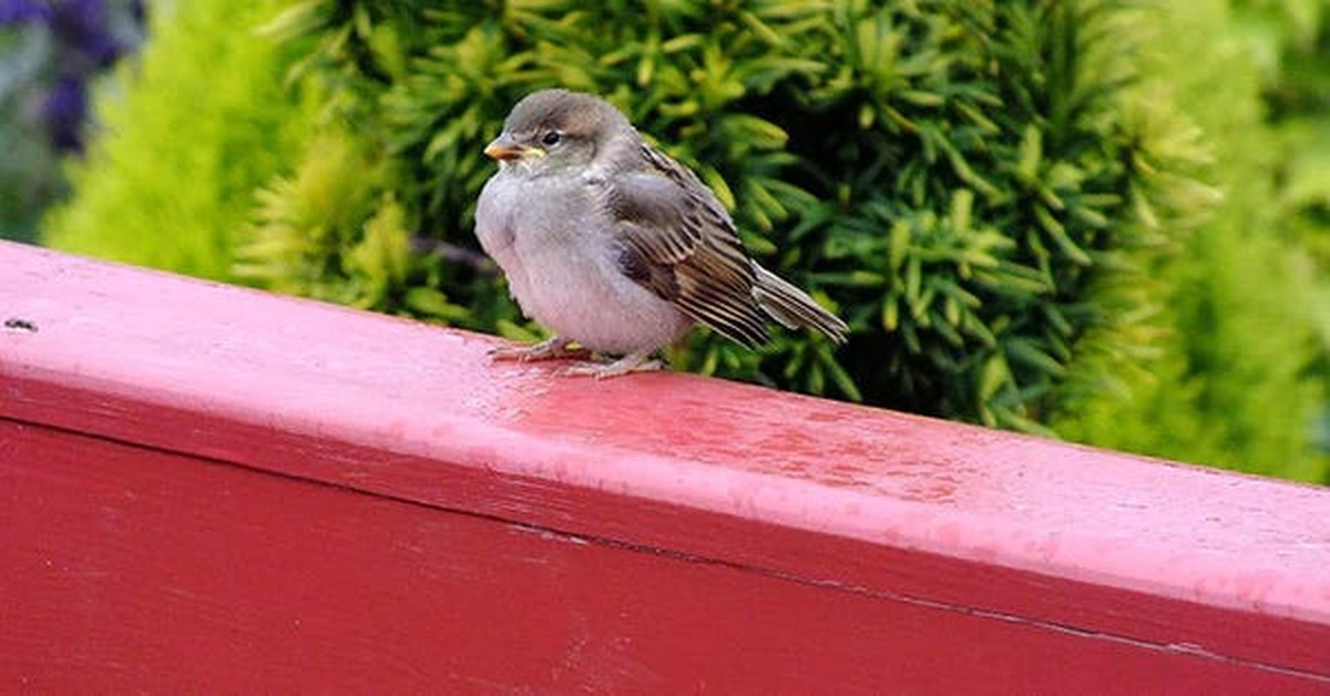 Salzwasser auf dem Balkon: Wie man Vogelkot dauerhaft verhindert