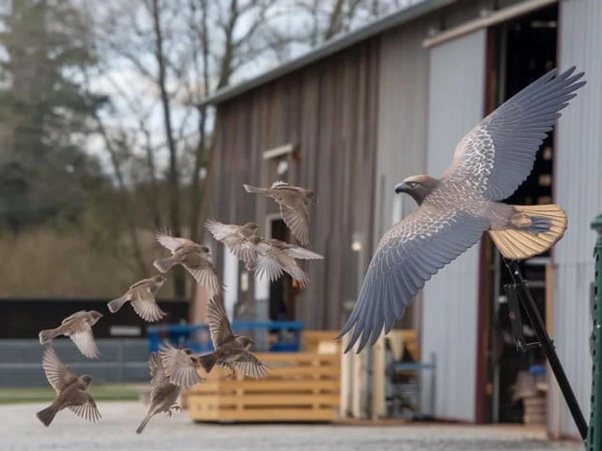 Salzwasser auf dem Balkon: Wie man Vogelkot dauerhaft verhindert - image 1