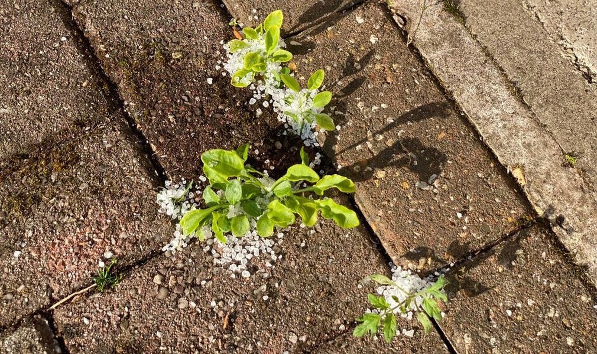 Salzwasser auf der Terrasse: Die alte Methode gegen hartnäckiges Unkraut - image 1
