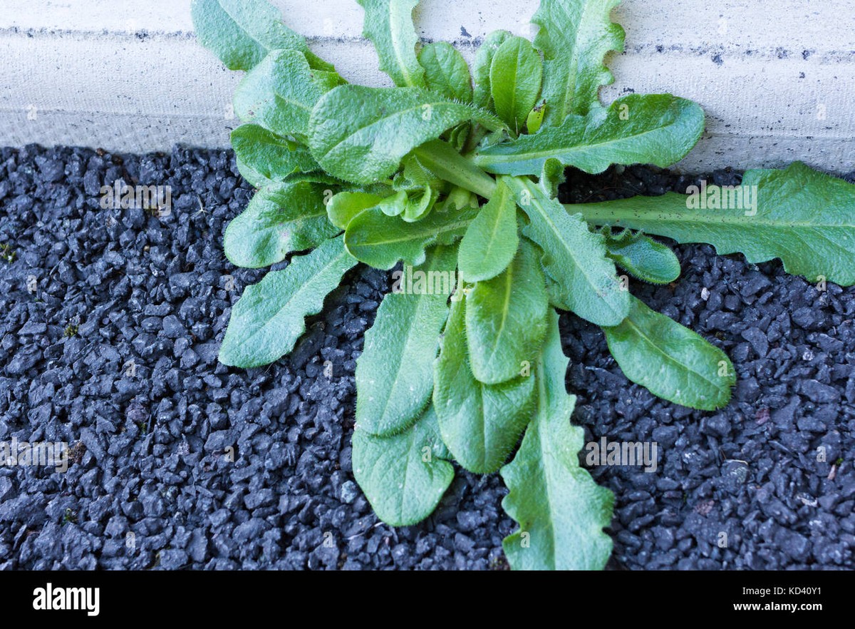 Salzwasser auf Unkraut – warum Gärtner diesen Weg bevorzugen (aber selten zeigen) - image 2
