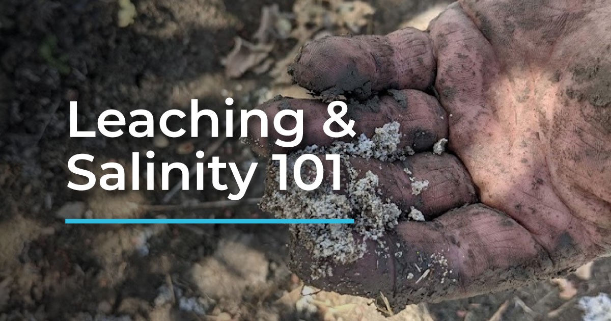 Salzwasser für Ihre Pflanzen? Warum Gärtner das niemals tun würden - image 2