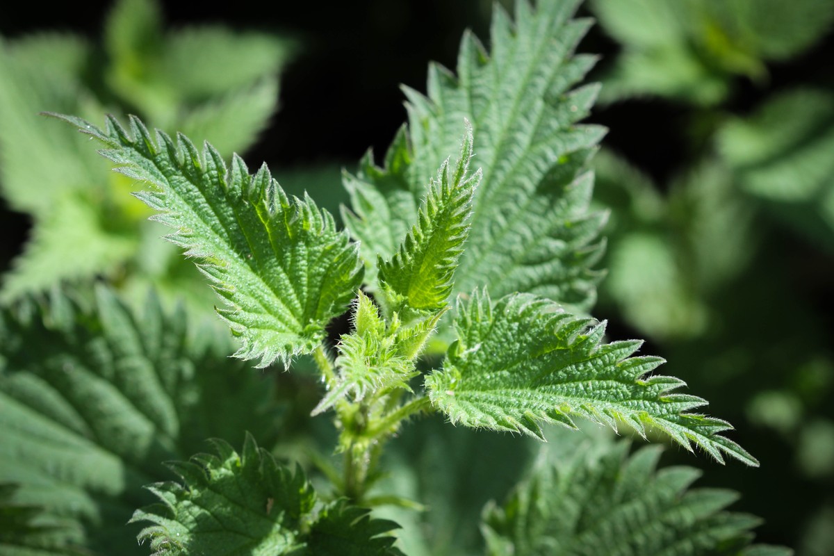 Warum Gärtner im Frühling immer Brennnessel sammeln - image 2