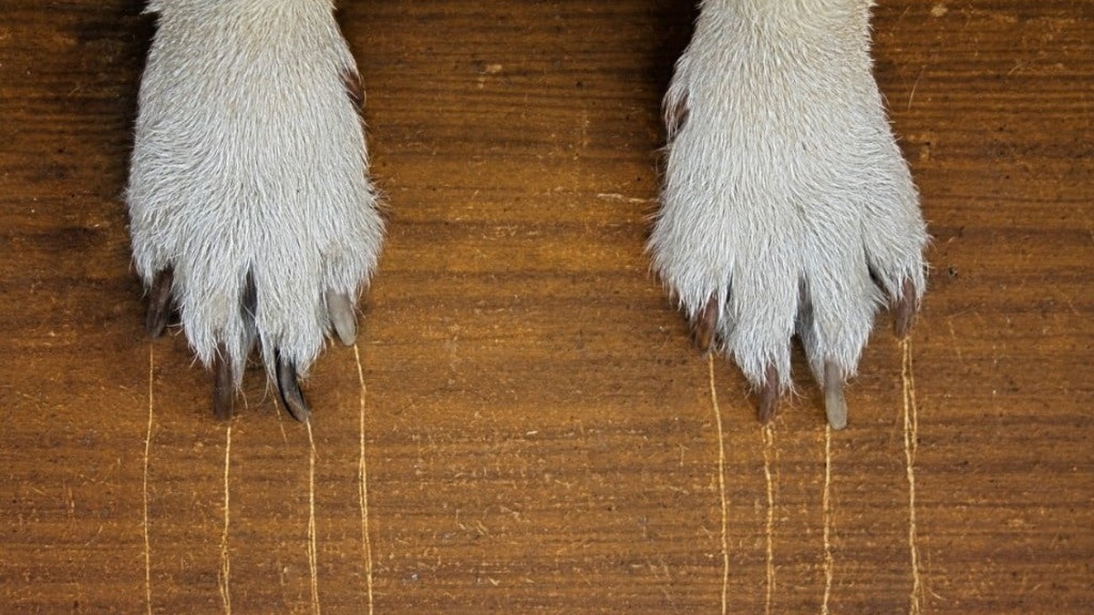 Zahnpasta auf Möbeln? So entfernen Sie Kratzer in 2 Minuten - image 2