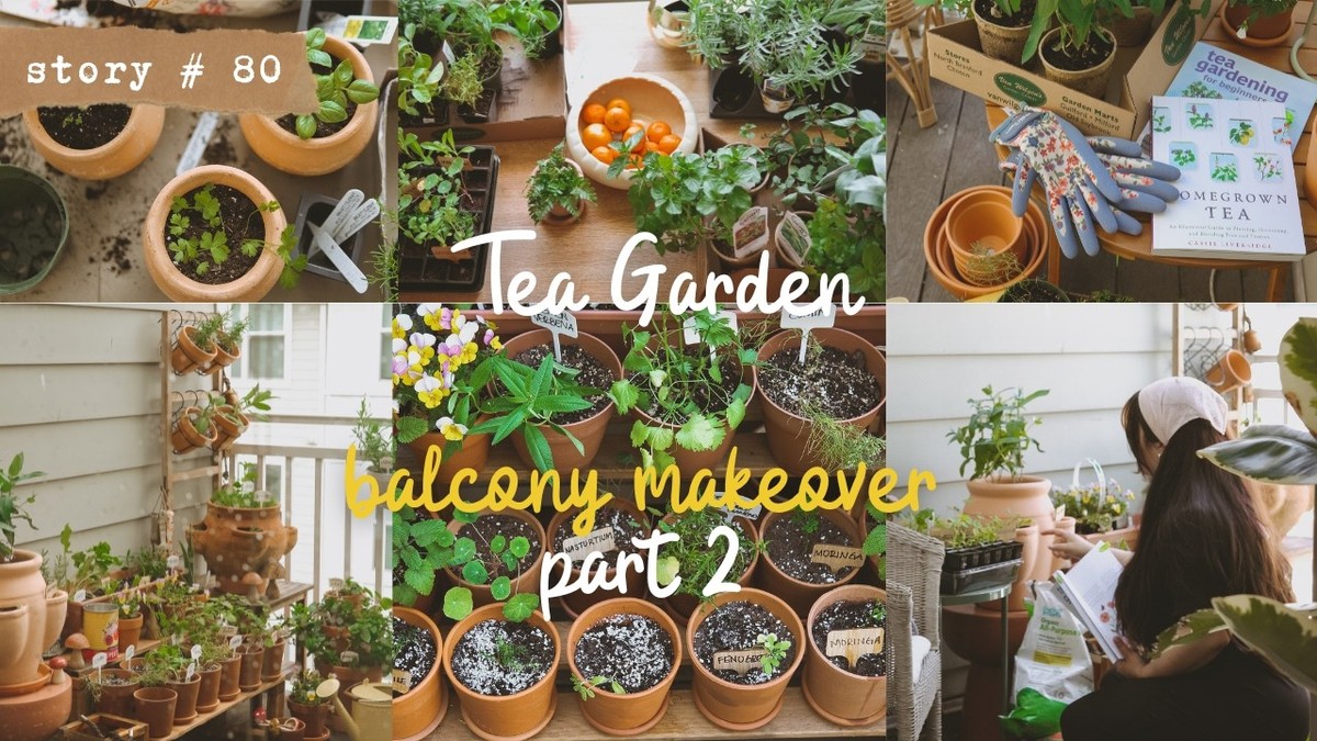 Zeit- und Geldverschwendung? Teebeutel als natürlicher Dünger für Balkonpflanzen - image 2