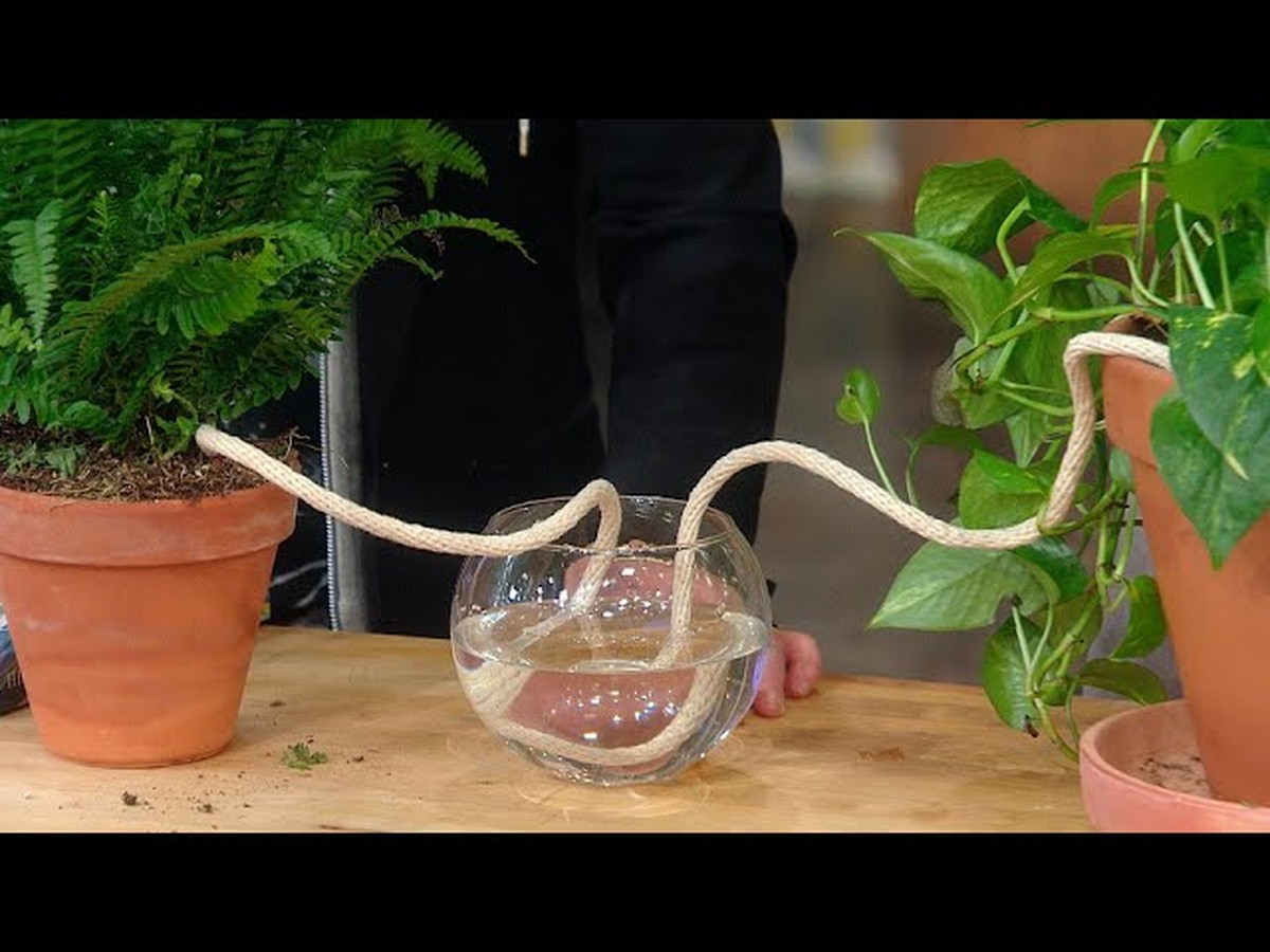 Zeitungspapier im Blumentopf – das Geheimnis gegen Staunässe - image 1