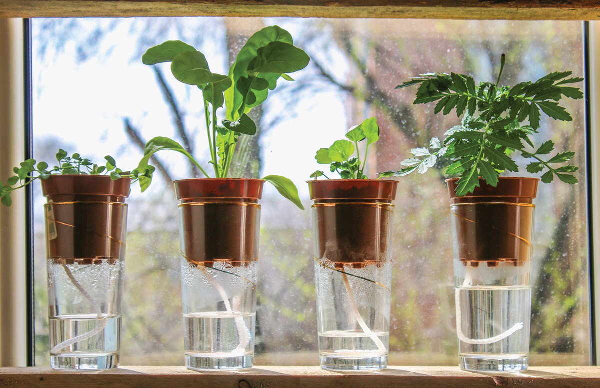 Zeitungspapier statt Papiertücher – wie Gärtner Feuchtigkeit regulieren - image 2