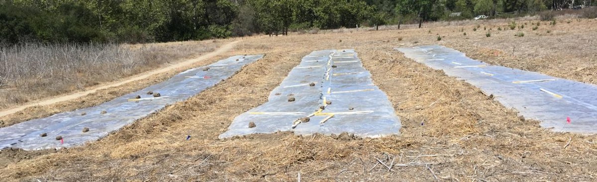 Brennnesseln im Garten? Mit dieser Technik brauchst du kein Gift mehr - image 2