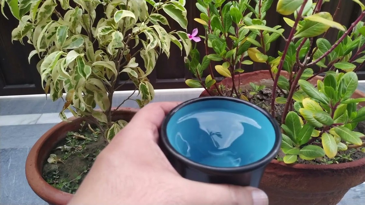 Essig im Blumentopf: Warum Gärtner das jeden Monat machen