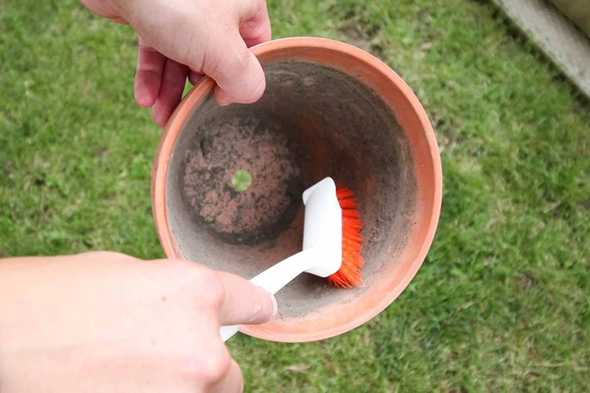 Essig im Blumentopf: Warum Gärtner das jeden Monat machen - image 1