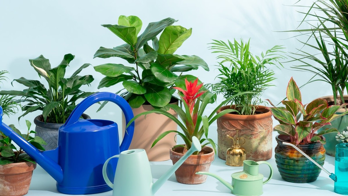 Essig im Gießwasser: Der Gärtnertrick gegen Kalkflecken auf Blättern - image 2