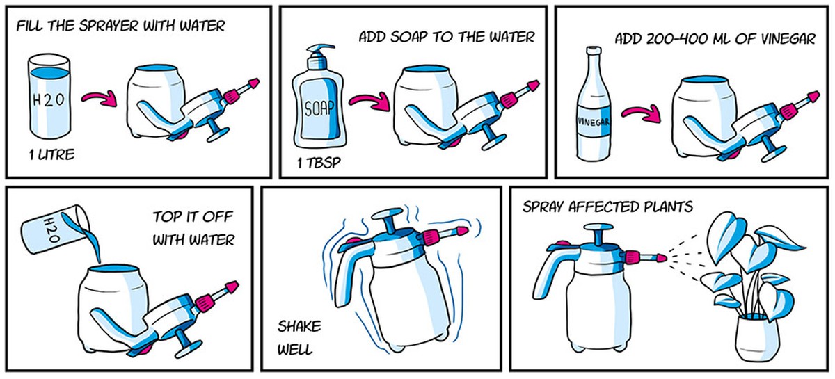 Essig im Pflanzenwasser: Das jahrhundertealte Geheimnis gegen Schädlinge - image 2