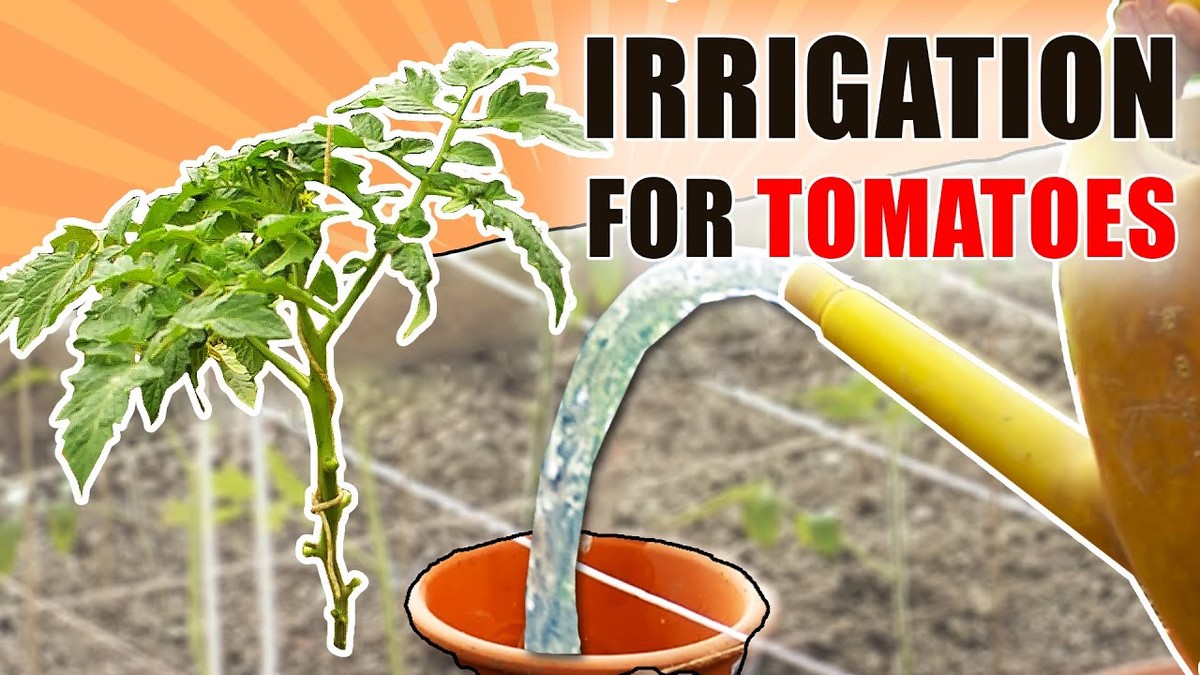 Gartenexperten verraten: Warum man Tomaten niemals am Stiel gießen sollte - image 1