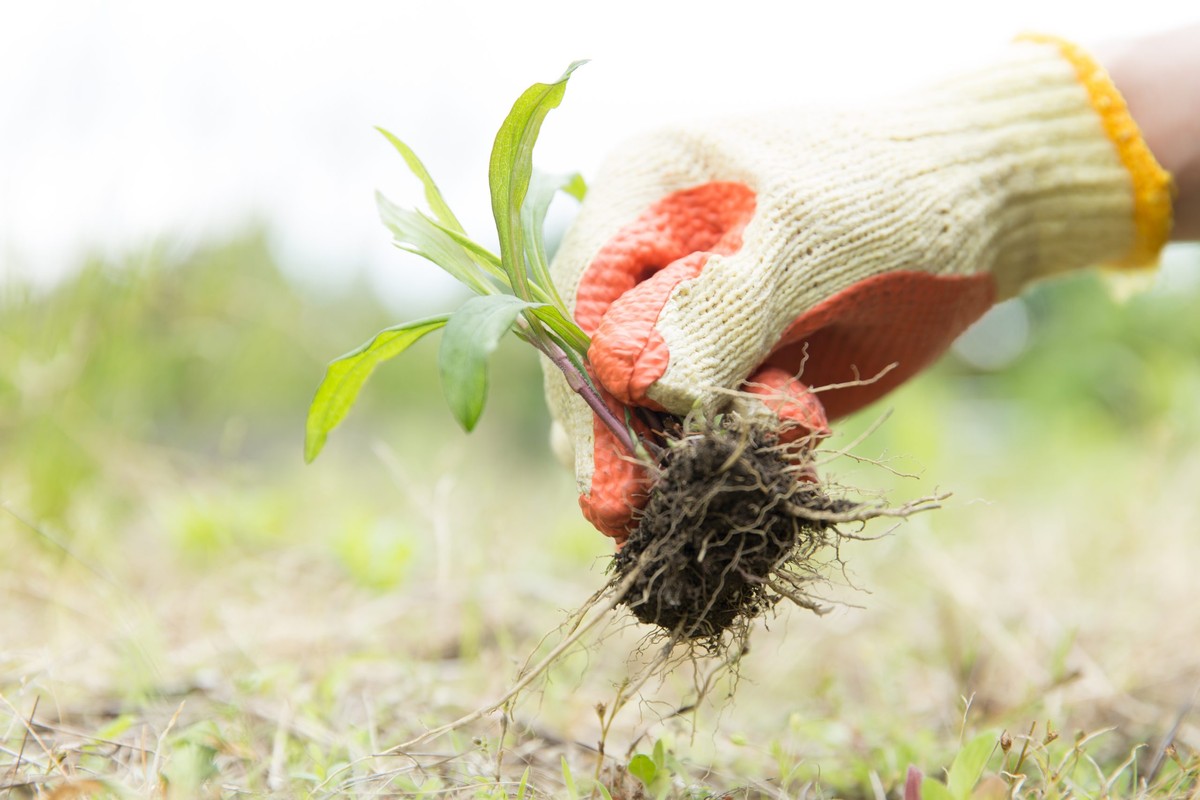 Gartenexperten verraten: Warum Sie Unkraut niemals rupfen sollten - image 1