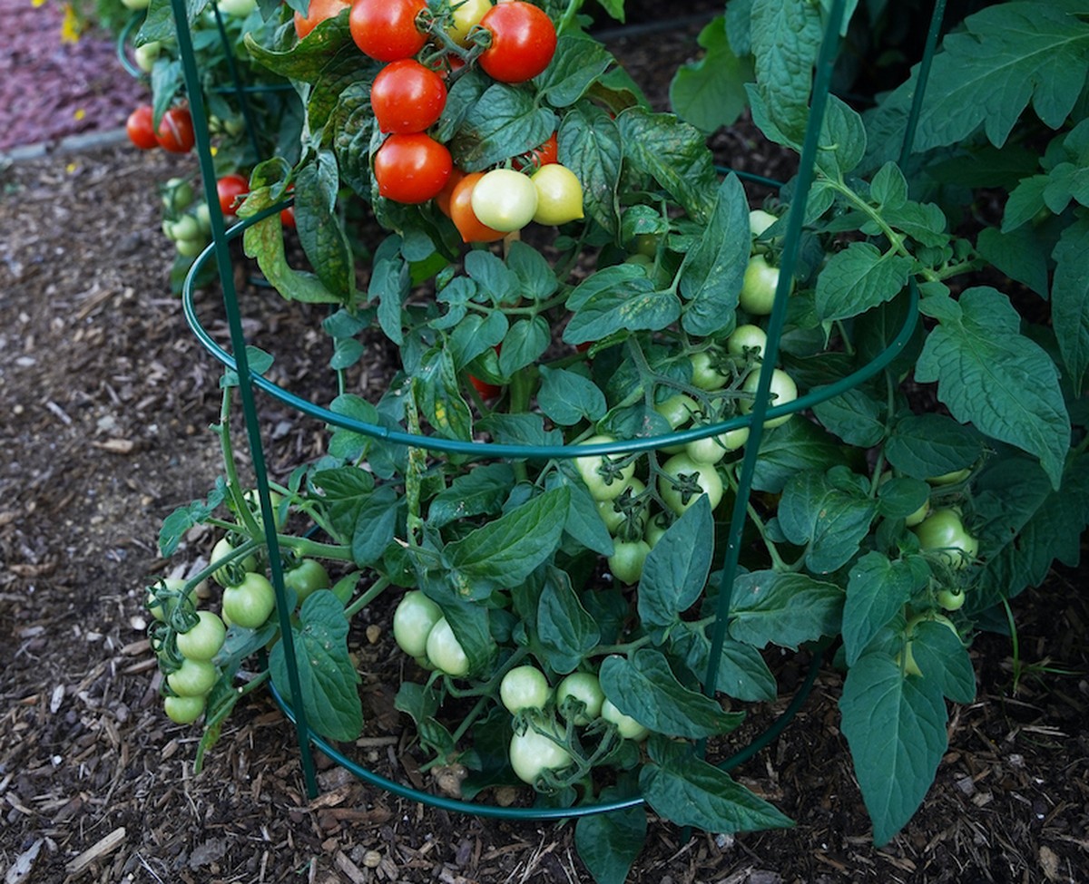 Gartenexperten verraten: Warum man Tomaten niemals am Stiel gießen sollte - image 2