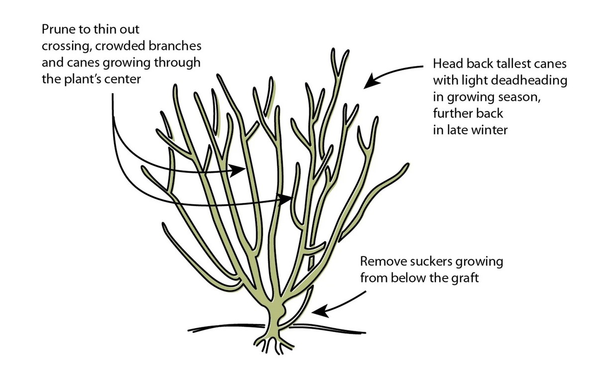 Gärtner berichten: Der häufigste Fehler beim Schneiden von Rosen - image 1