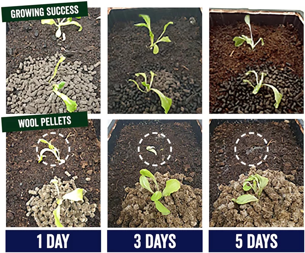 Gärtner gestehen: Warum Schneckenkorn jetzt verboten sein sollte - image 2