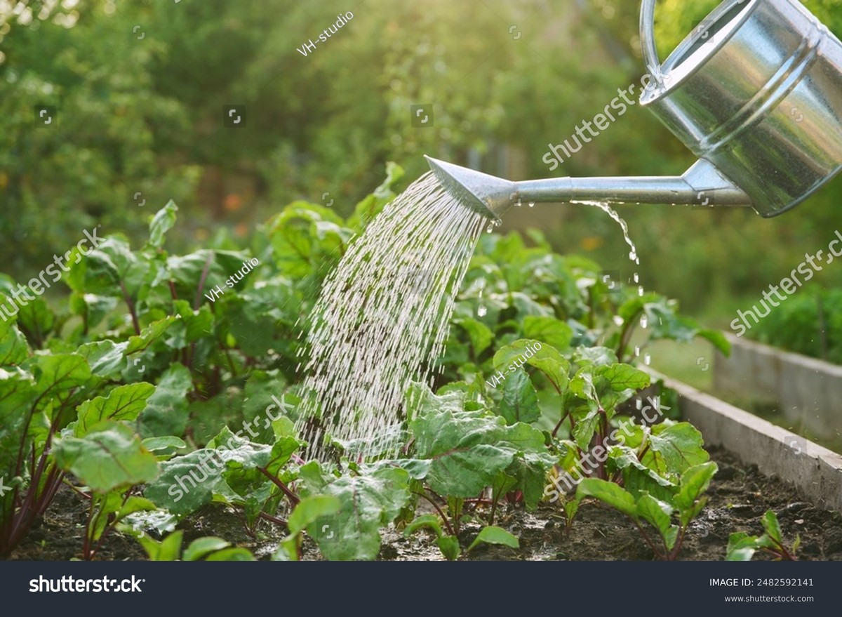 Gärtner schwören drauf: Niemals Wasser direkt auf Blätter sprühen - image 1