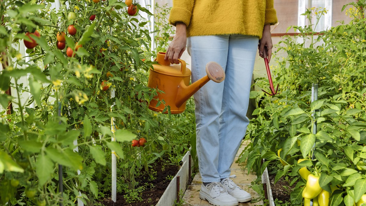 Gärtner verraten: Warum Sie Ihre Tomaten zwischen 6 und 8 Uhr gießen sollten - image 2