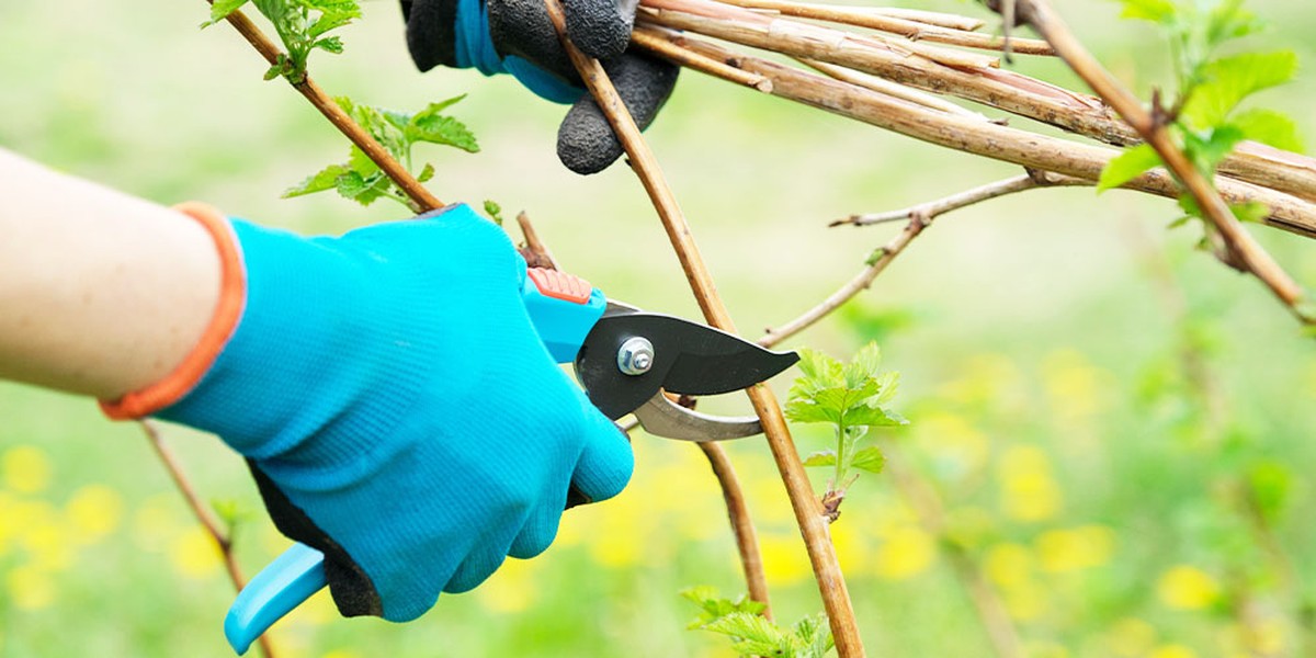 Gärtner verraten: Der Zeitpunkt zum Schneiden, den alle ignorieren - image 2