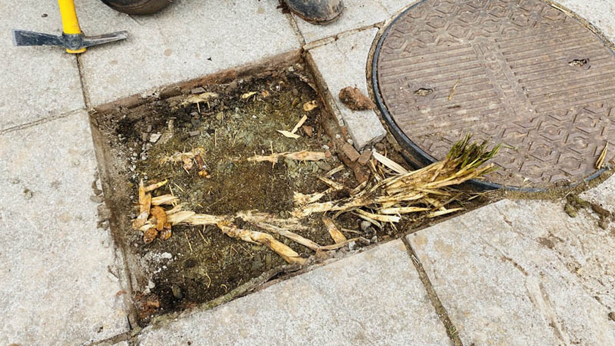 Gärtner warnen: Diese Pflanze zerstört Ihre Terrasse in zwei Jahren