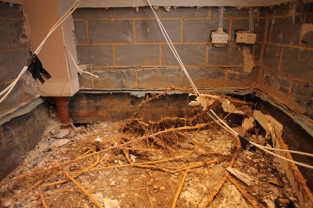 Gärtner warnen: Diese Pflanze zerstört Ihre Terrasse in zwei Jahren - image 1