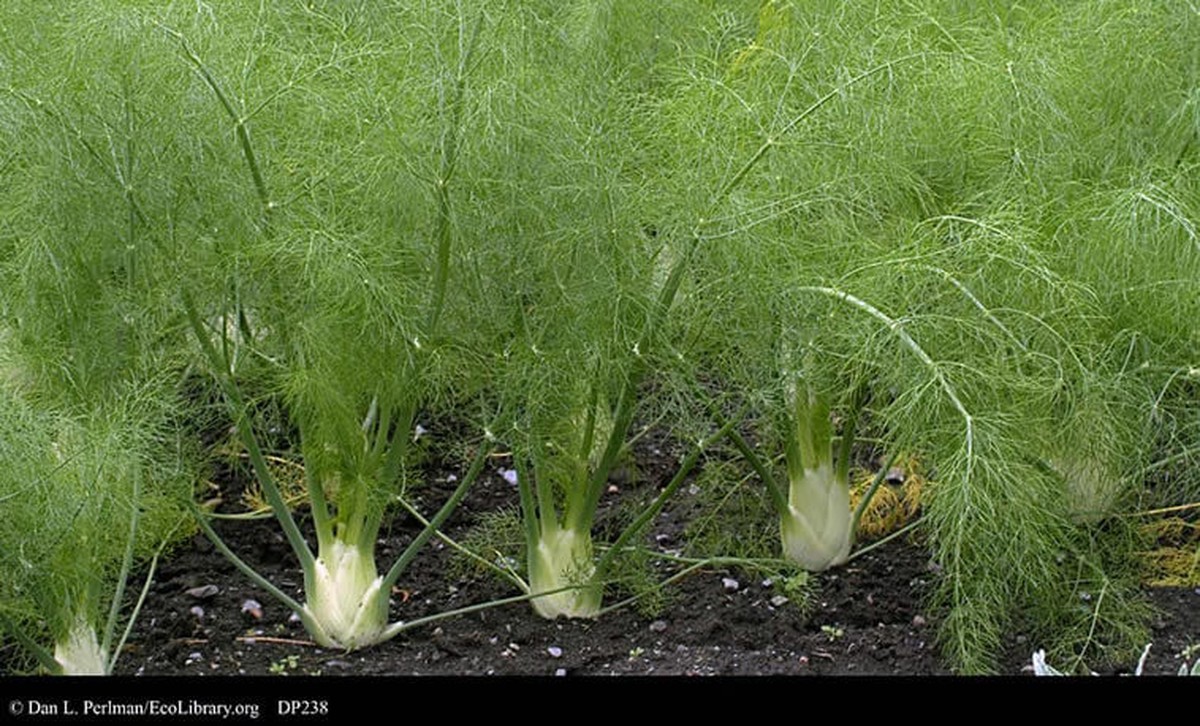 Gärtner warnen: Diese 3 Pflanzen solltest du niemals zusammen anbauen - image 2