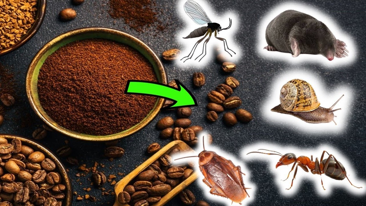 Kaffeesatz auf der Fensterbank: Der natürliche Ungeziefer-Blocker - image 2