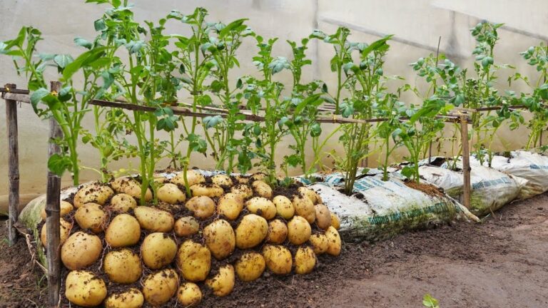 Kartoffelsäcke als Blumenkübel umfunktioniert – Gärtner schwören darauf