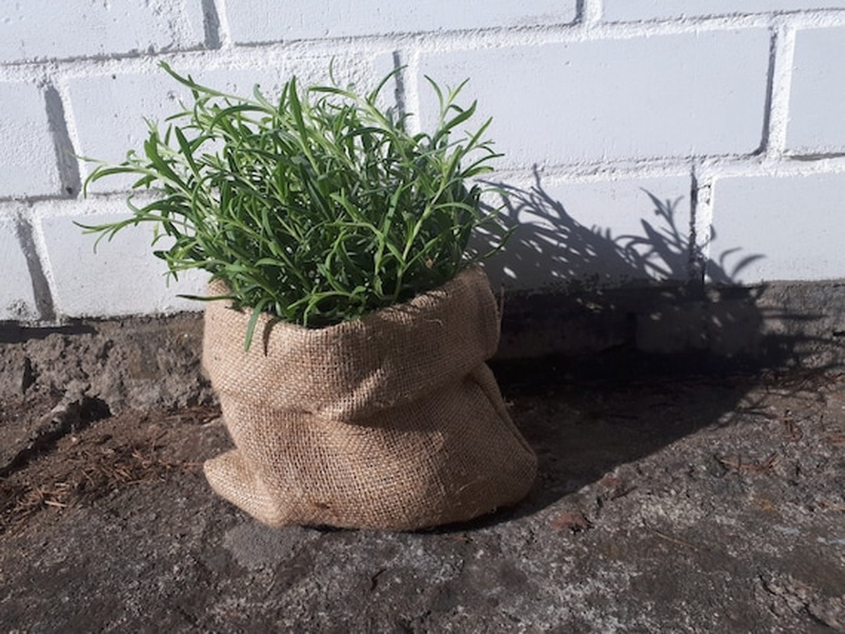 Kartoffelsäcke als Blumenkübel umfunktioniert – Gärtner schwören darauf - image 1