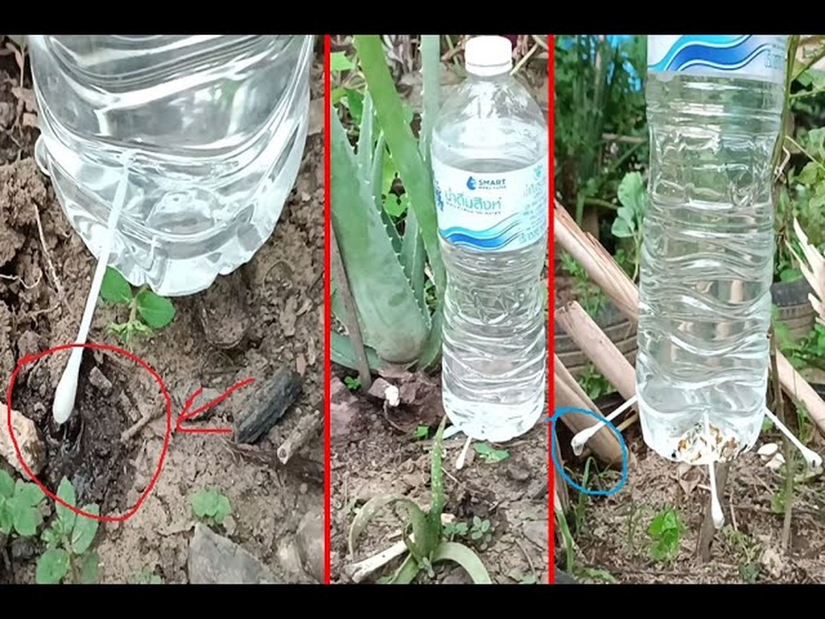 Plastikflaschen als Bewässerungssystem – so spart jeder Gärtner Stunden