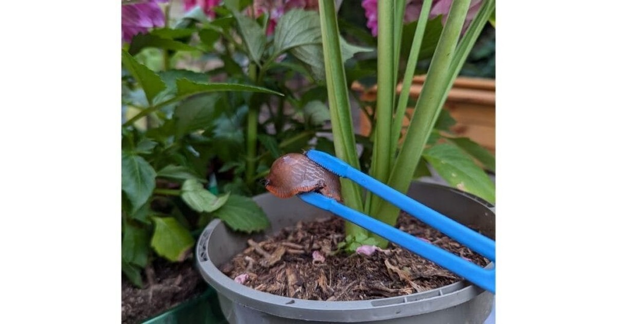 Salz auf dem Balkon: Wie Sie Schnecken dauerhaft vertreiben - image 1