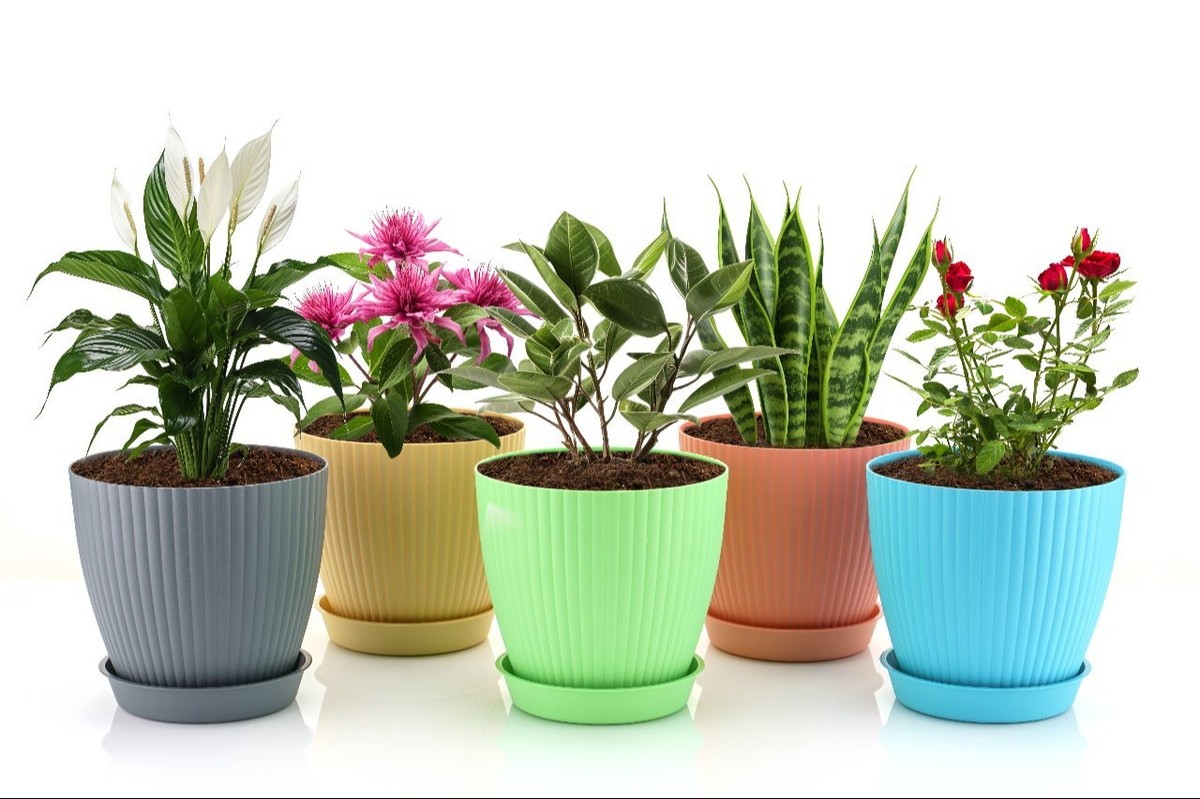 Salz in den Blumenkübel streuen – warum Unkraut nie wieder wächst - image 2