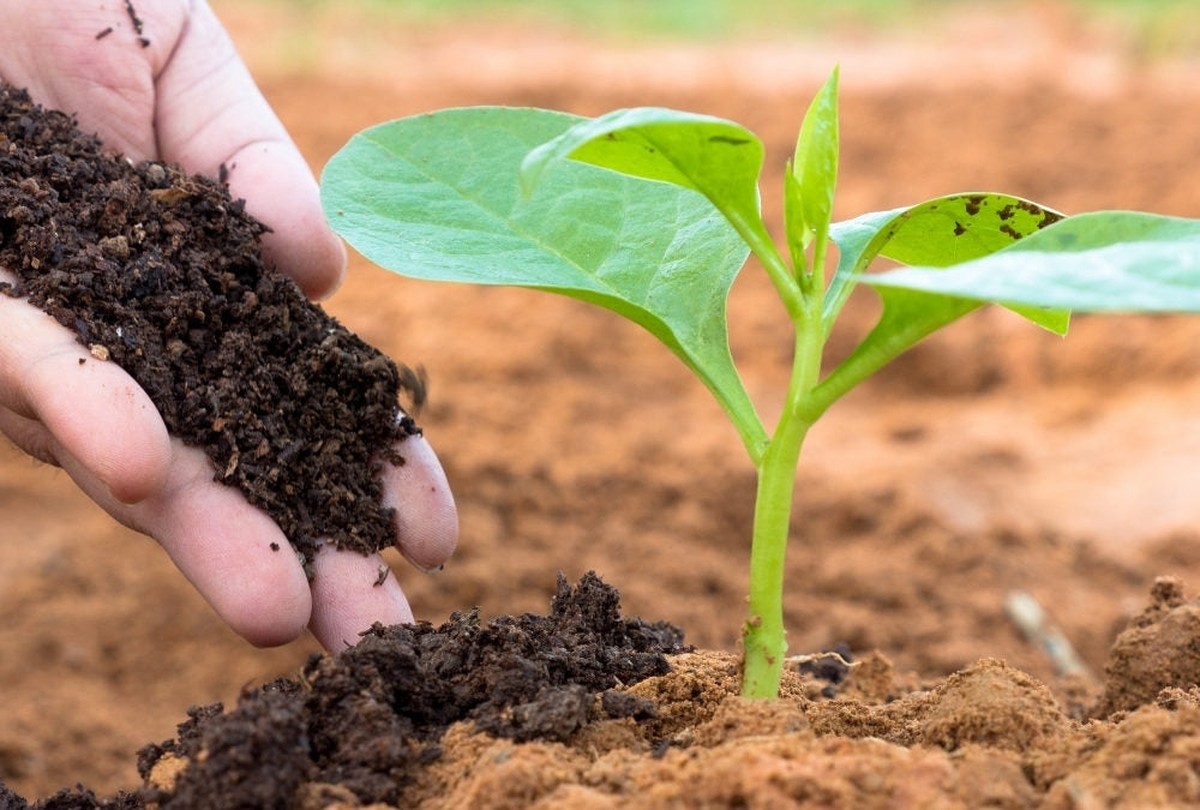 Was Gärtner dir niemals über Dünger sagen werden - image 2