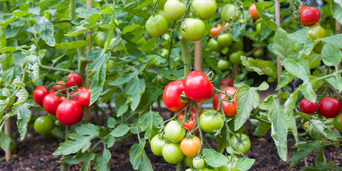 Was Gärtner nie sagen, aber immer tun: Das Geheimnis gesunder Tomaten - image 2