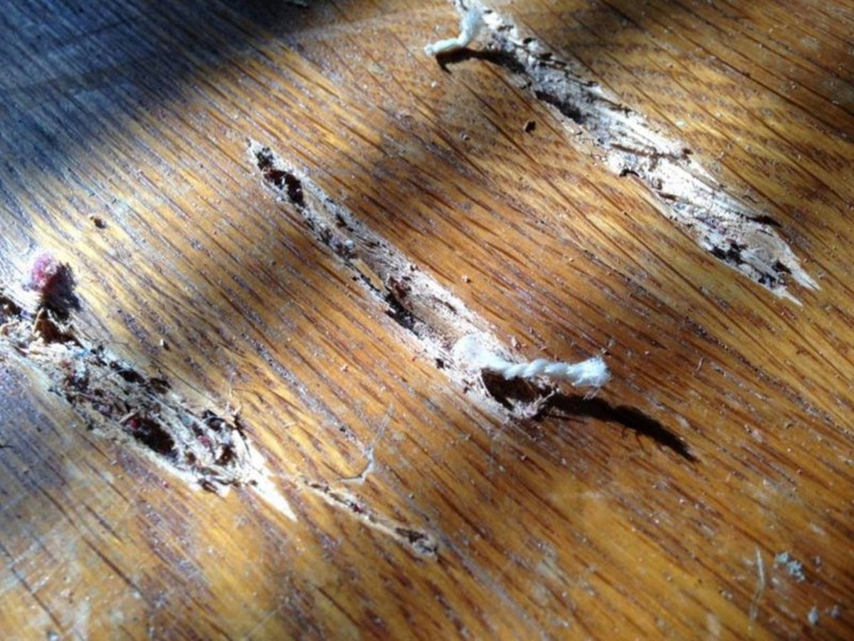 Zahnpasta auf Kratzer im Parkett? Der 2-Minuten-Trick, den Tischler kennen - image 1