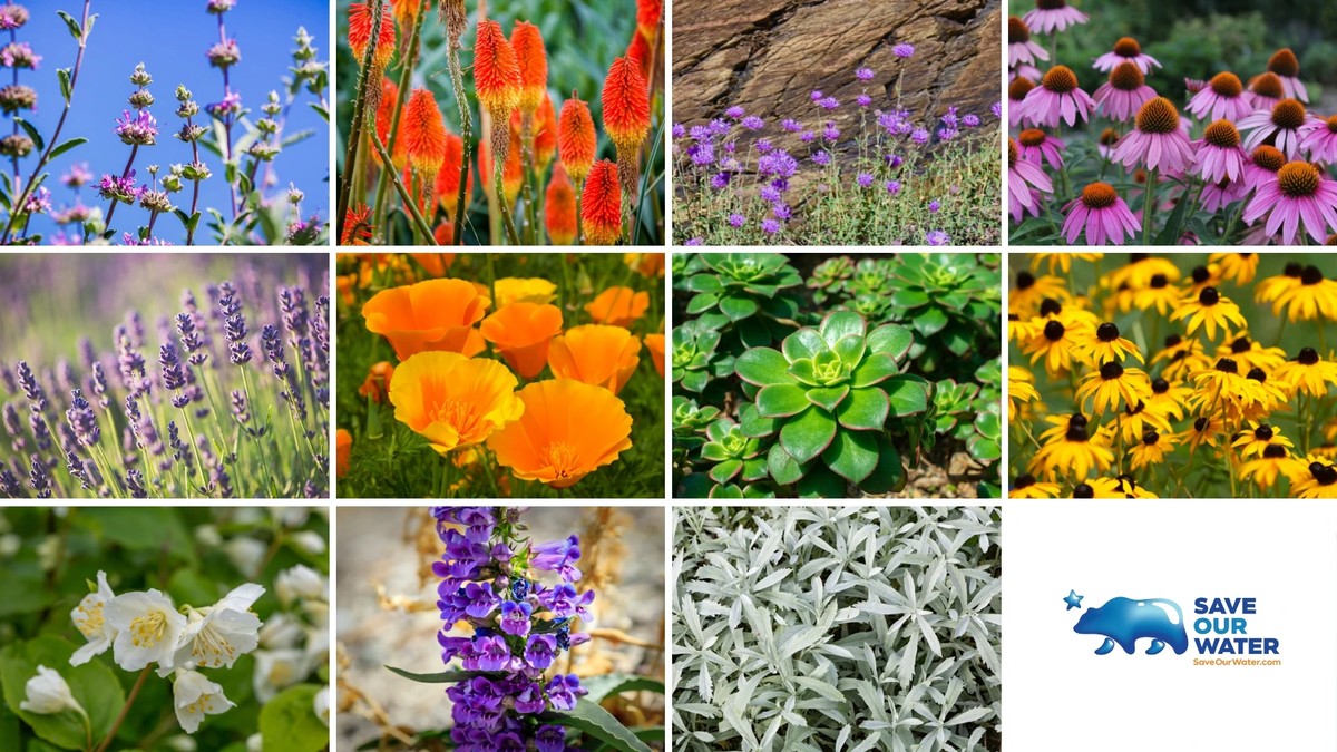 Zeitungspapier unter die Topfpflanze: So sparen Sie 40% Wasser beim Gießen - image 2