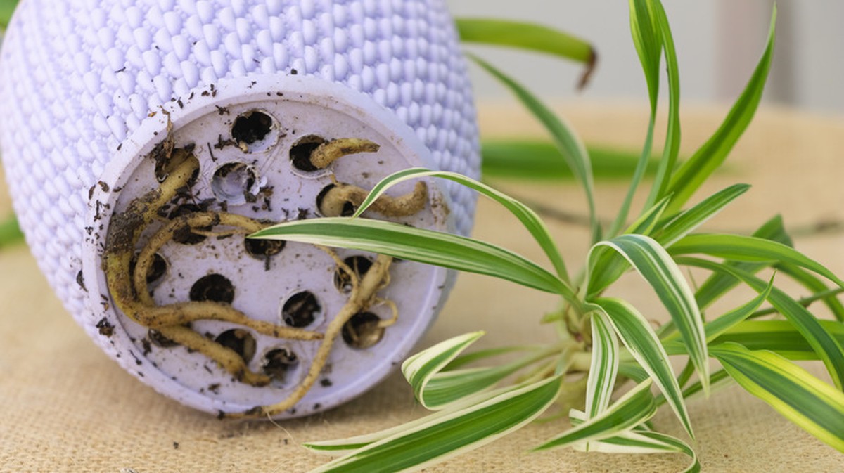 Zeitung unter die Blumentöpfe: Der jahrhundertealte Trick gegen Staunässe